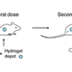 Illustration for article titled Pea-Sized Gel Implant Could Eliminate Vaccine Booster Shots